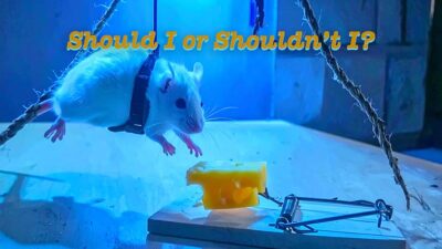 05.27.2025 - Should I or Shouldn't I